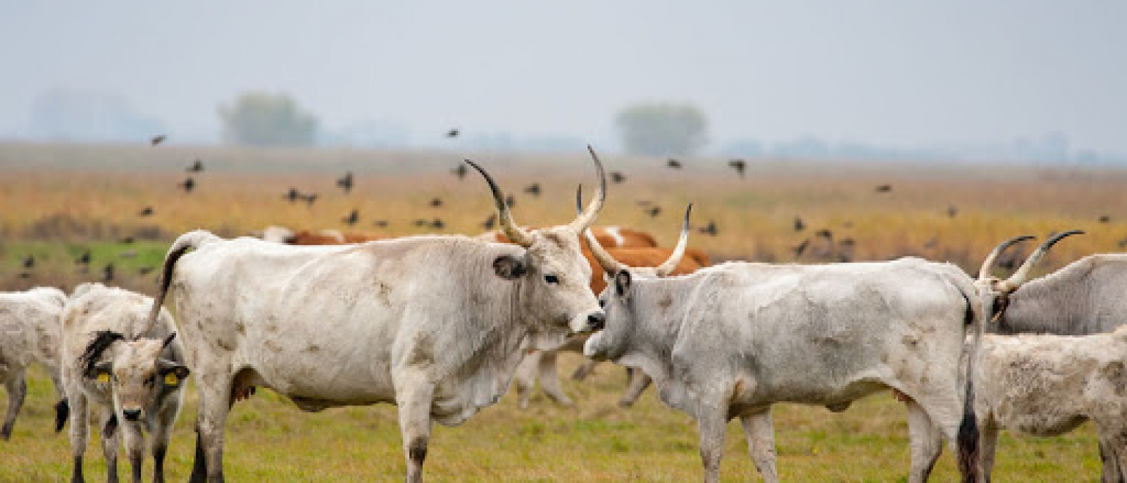 Hortobágyi Nemzeti Park